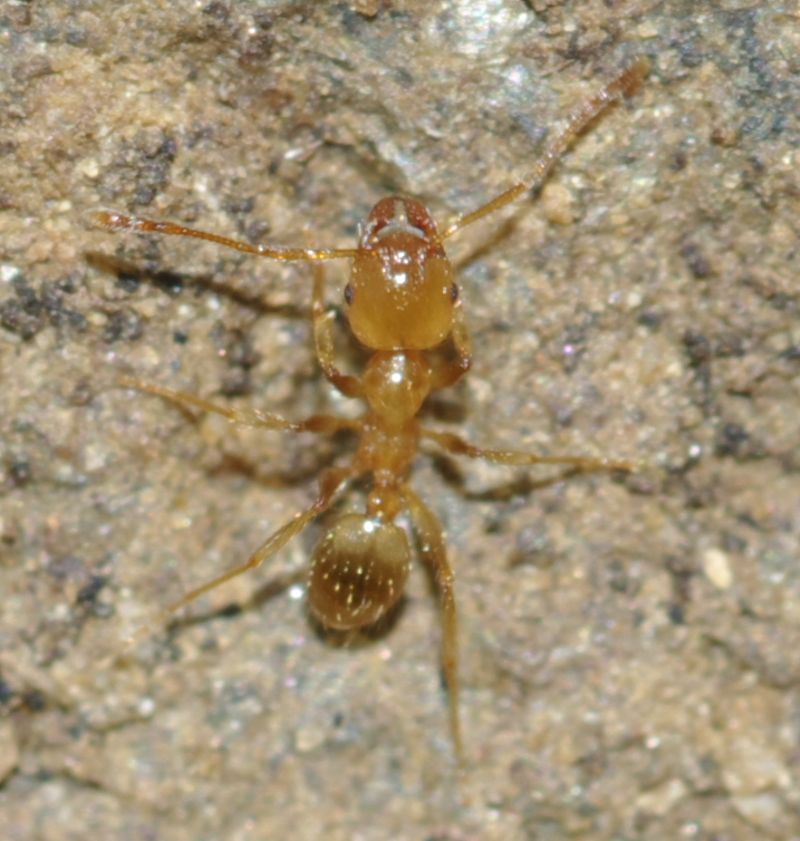 Pheidole pallidula scure